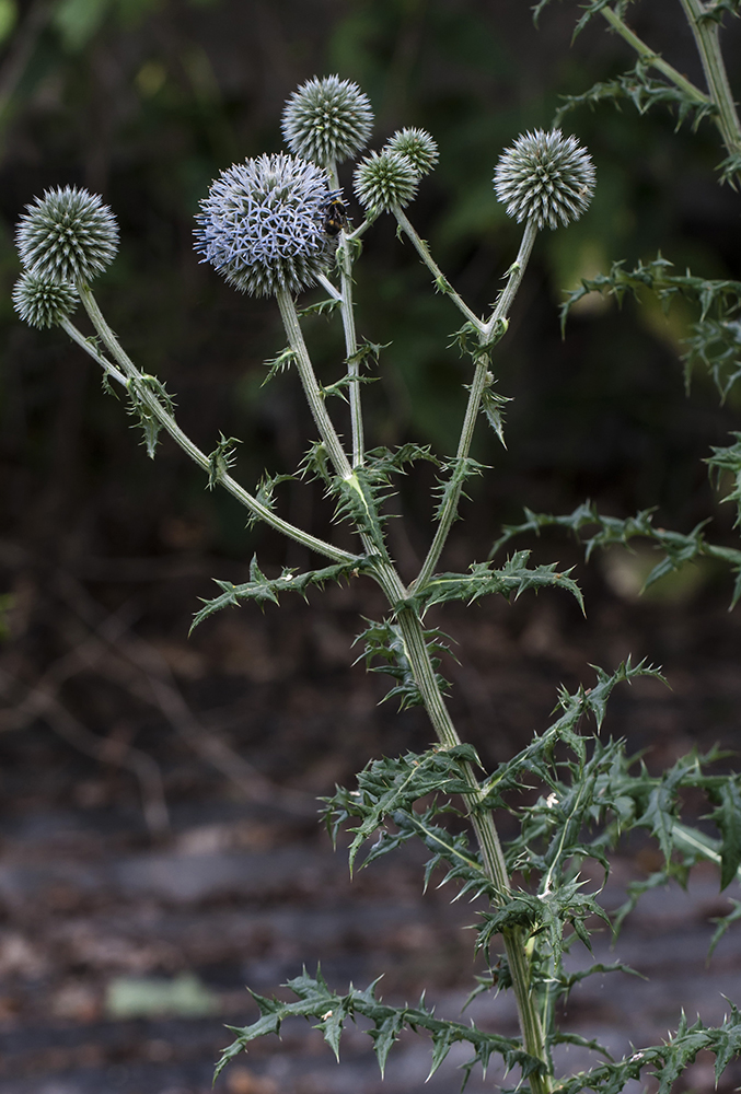 Изображение особи Echinops sphaerocephalus.