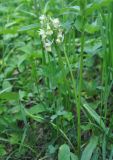 Dactylorhiza подвид georgica