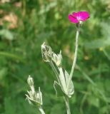 Lychnis coronaria