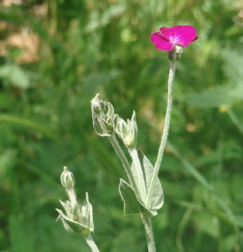 Image of Lychnis coronaria specimen.
