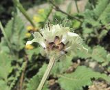 Cephalaria dagestanica. Соцветие. Кабардино-Балкария, Эльбрусский р-н, окр. с. Тегенекли, ок. 1800 м н.у.м., скала. 07.08.2018.