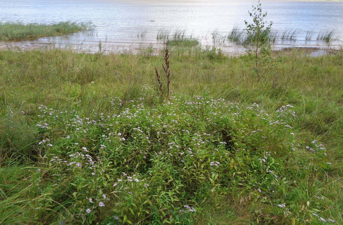 Image of Symphyotrichum novi-belgii specimen.