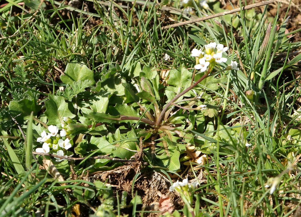 Изображение особи Calepina irregularis.