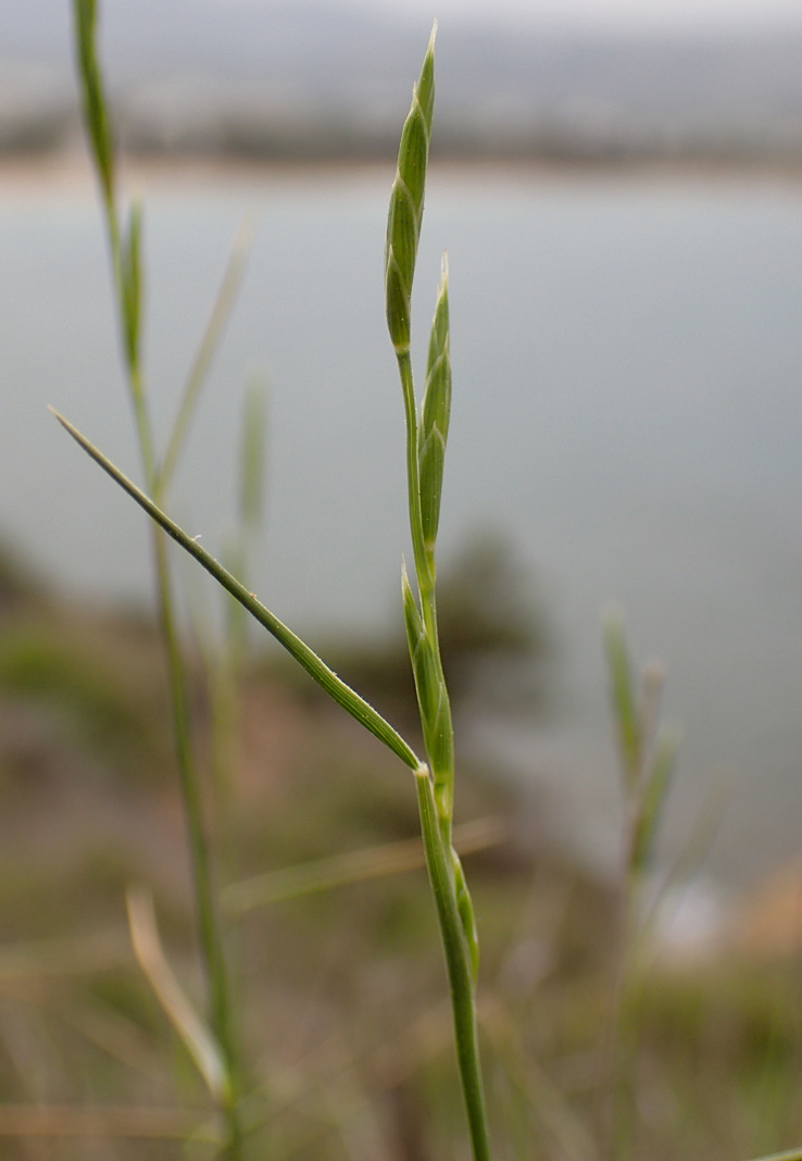 Изображение особи Brachypodium retusum.