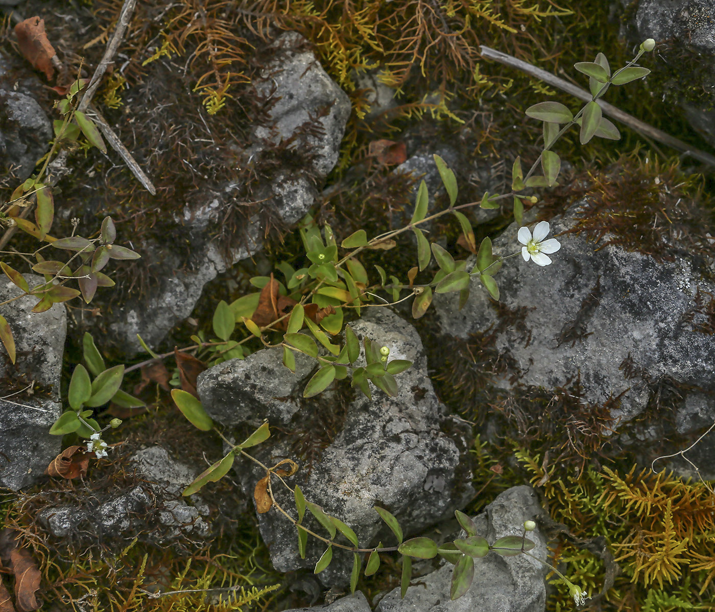 Image of Moehringia lateriflora specimen.