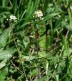 Capsella bursa-pastoris. Верхушка цветущего и плодоносящего побега. Восточный Казахстан, г. Усть-Каменогорск, правый берег р. Иртыш, луг. 16.05.2018.