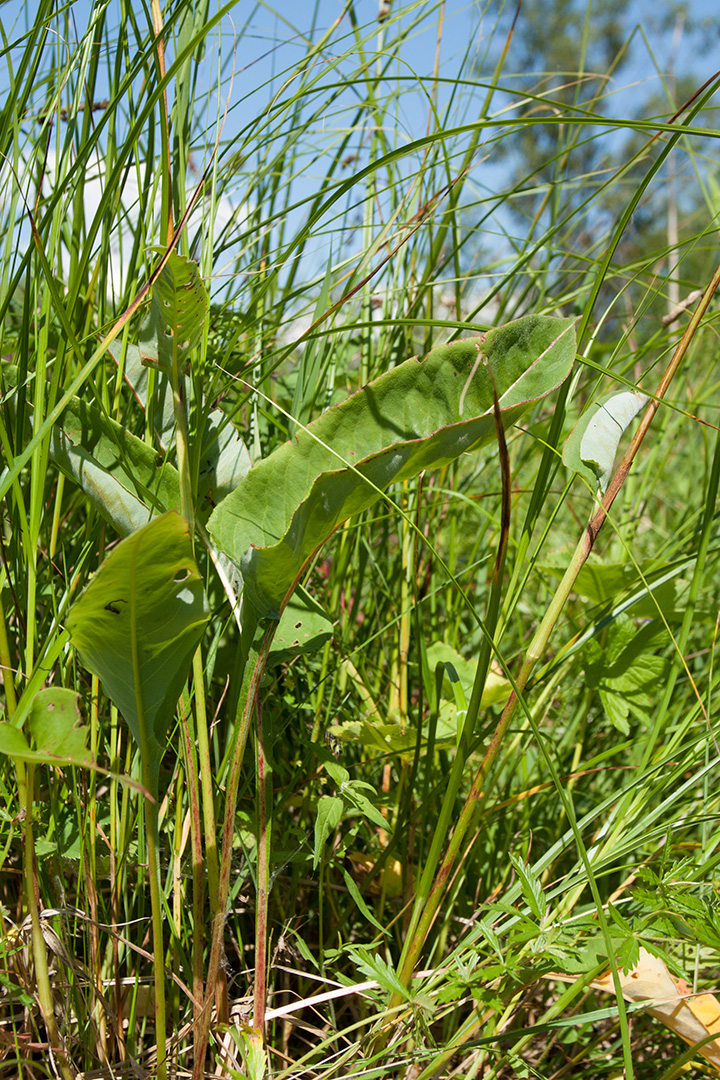 Image of Bistorta officinalis specimen.