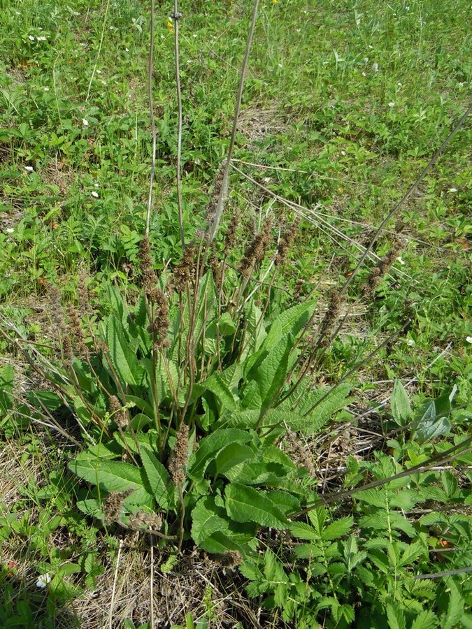 Image of Betonica officinalis specimen.