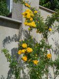Rosa foetida