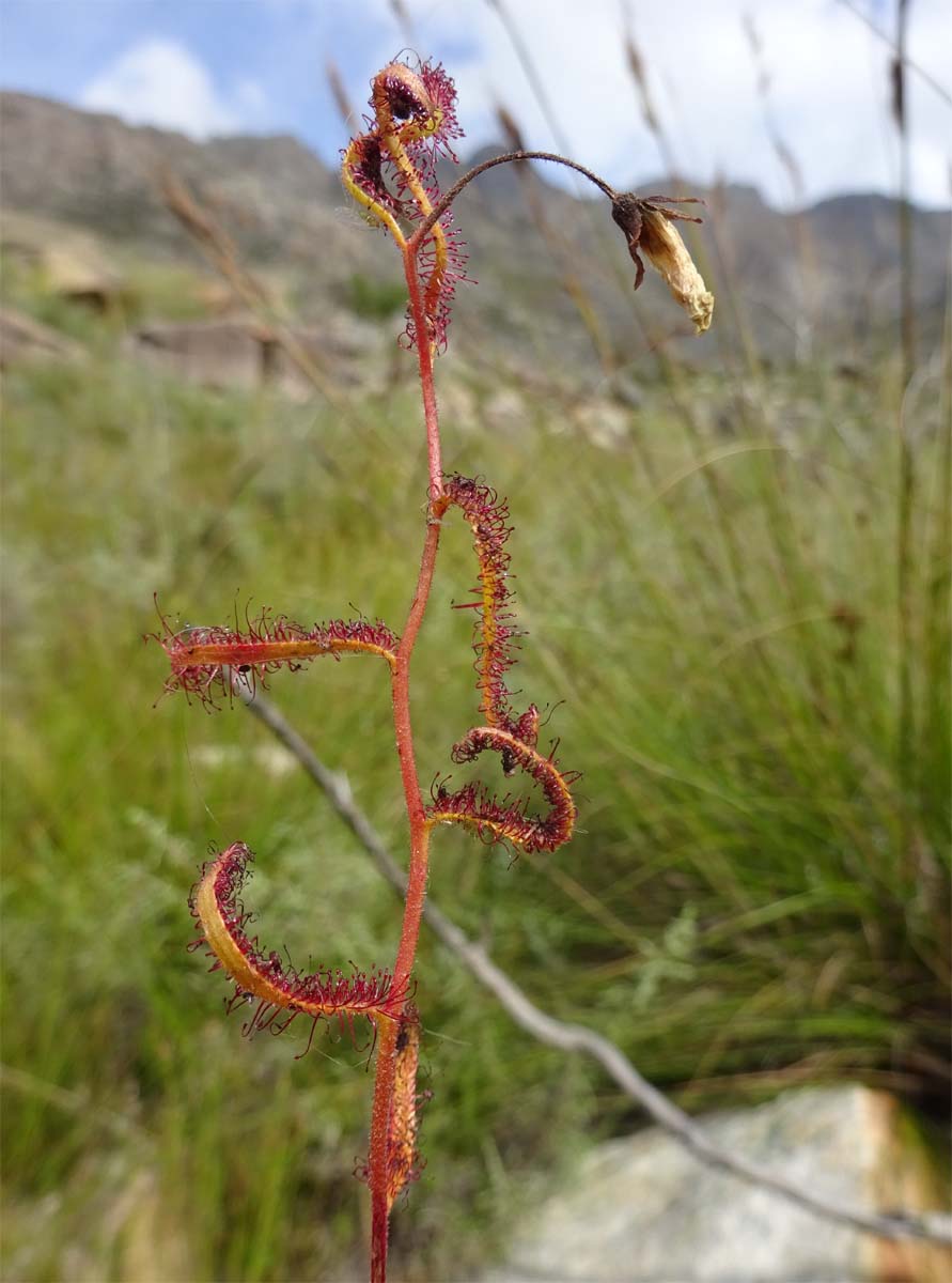 Изображение особи Drosera cistiflora.