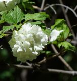 Viburnum opulus форма roseum. Соцветие. Восточный Казахстан, г. Усть-Каменогорск, парк Жастар, в культуре. 04.06.2018.