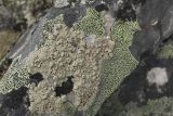 Ophioparma ventosa. Таллом с апотециями среди Rhizocarpon (geographicum?) и других эпилитных лишайников. Республика Алтай, Кош-Агачский р-н, Северо-Чуйский хребет, долина р. Актру, нижняя часть поросшего лиственницей каменистого склона северо-западной экспозиции, на камне. 14.08.2018.