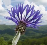 Centaurea czerkessica. Верхушка побега с соцветием. Краснодарский край, м/о г. Геленджик, хр. Маркотх, гора Солдатская, горный луг. 09.05.2016.