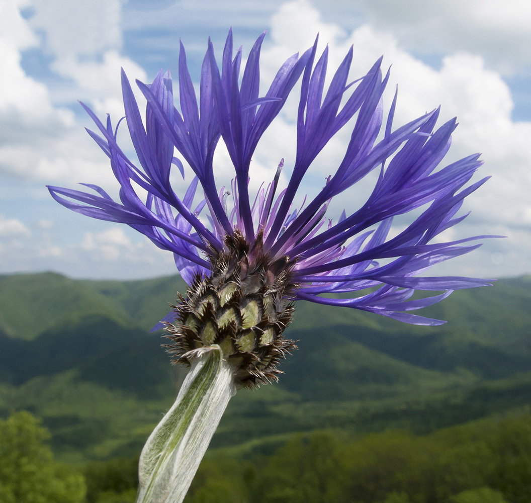 Изображение особи Centaurea czerkessica.