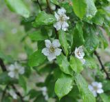 Mespilus germanica. Ветвь с цветками. Грузия, Боржоми-Харагаульский национальный парк, дно долины руч. Квабисхеви, ≈ 1150 м н.у.м. 26.05.2018.