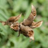 Oxytropis campestris. Вскрывшиеся зрелые плоды с семенами. Финляндия, муниципалитет Савонлинна, окр. туркомплекса Харьюн Портти, берег оз. Пурувеси (прол. Туунаансалми), откос у моста, расщелина между камнями. 05.08.2018.