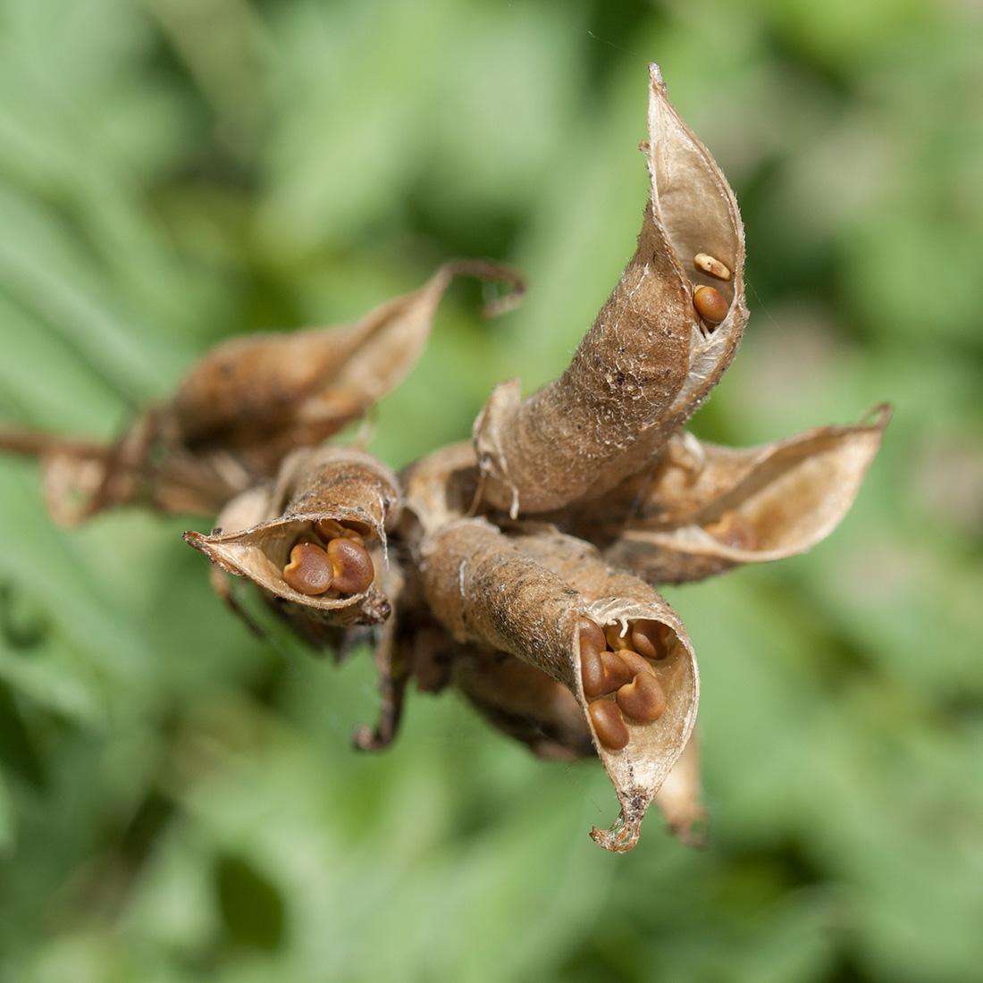 Image of Oxytropis campestris specimen.