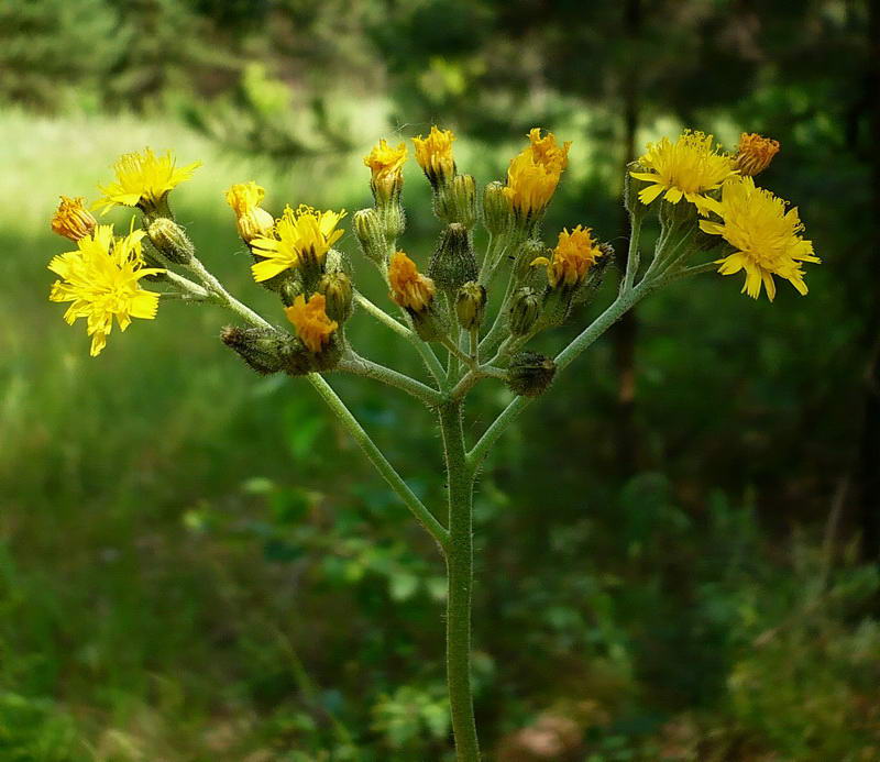 Image of genus Pilosella specimen.