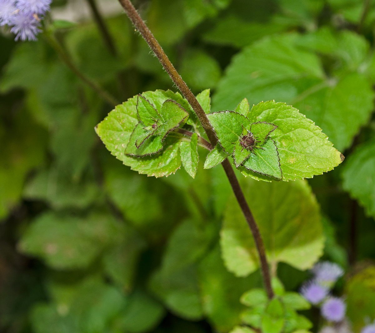 Image of Ageratum houstonianum specimen.