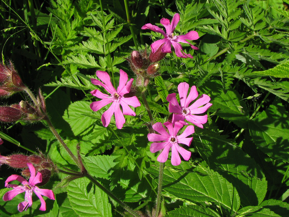 Image of Melandrium dioicum specimen.