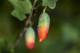 Coccinia grandis