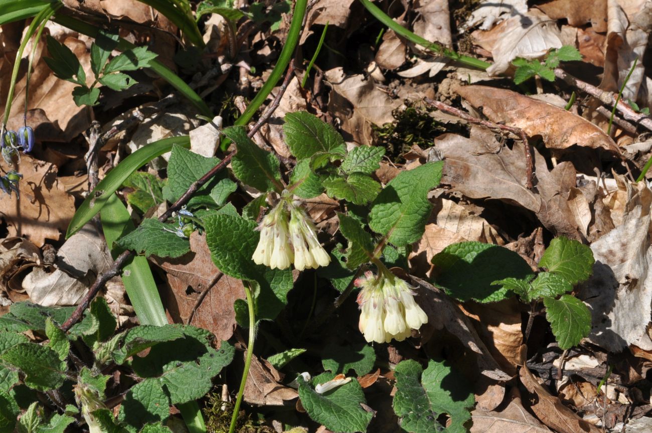 Image of Symphytum grandiflorum specimen.