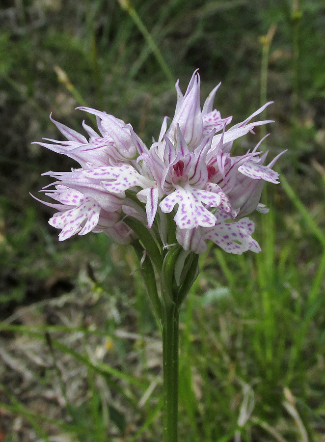 Изображение особи Neotinea tridentata.