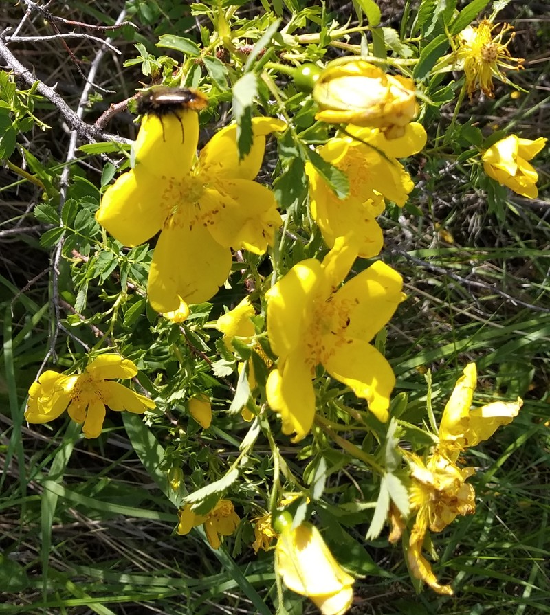 Image of Rosa rapinii specimen.