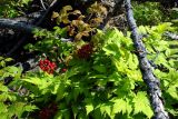 Actaea erythrocarpa