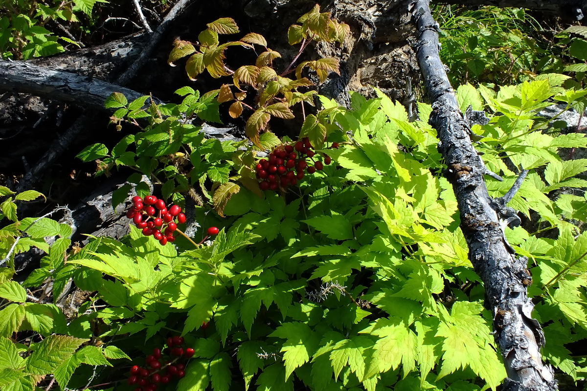 Изображение особи Actaea erythrocarpa.