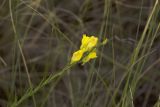 Linaria genistifolia. Верхушка растения с соцветием. Казахстан, Карагандинская обл., Улытауский р-н, долина р. Шагырлы, нижняя часть склона сопки западной экспозиции, в злаковом сообществе. 03.07.2019.