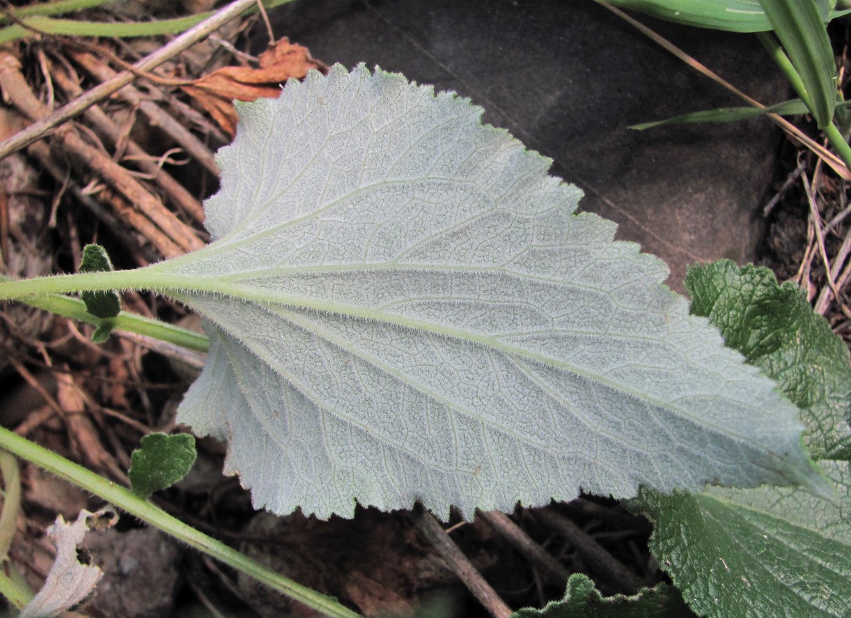 Image of Campanula alliariifolia specimen.