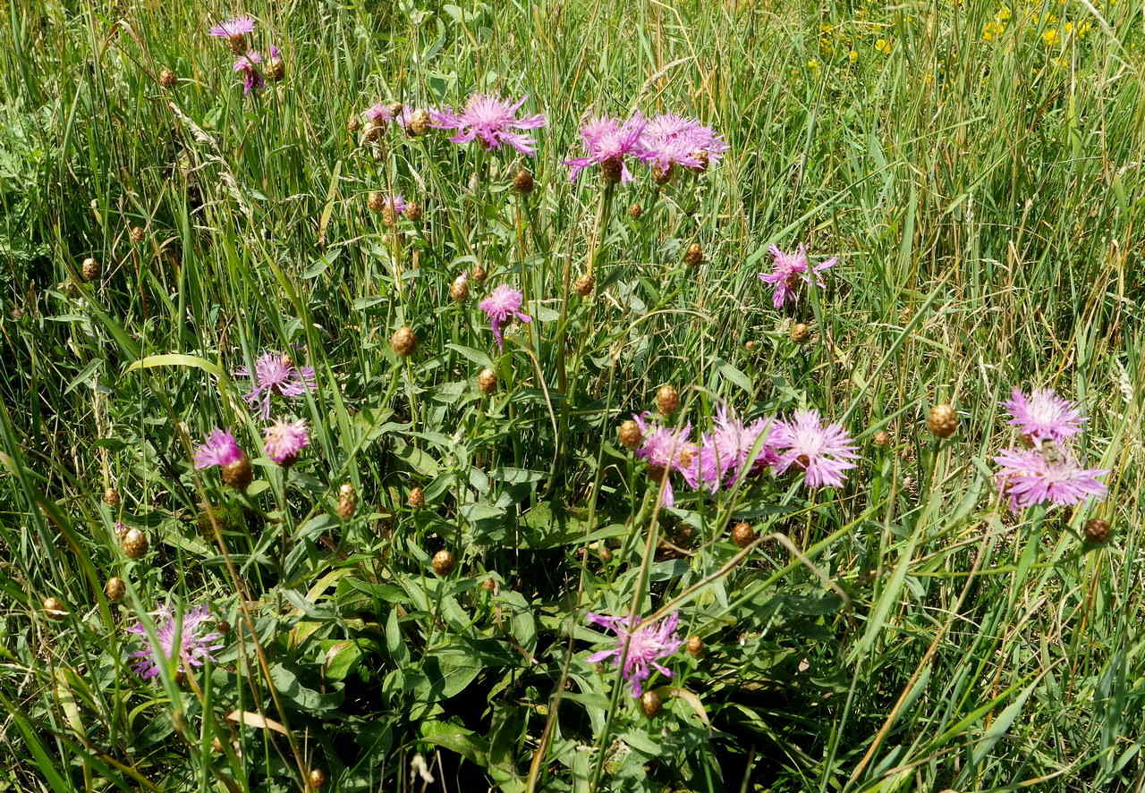 Image of Centaurea jacea ssp. substituta specimen.