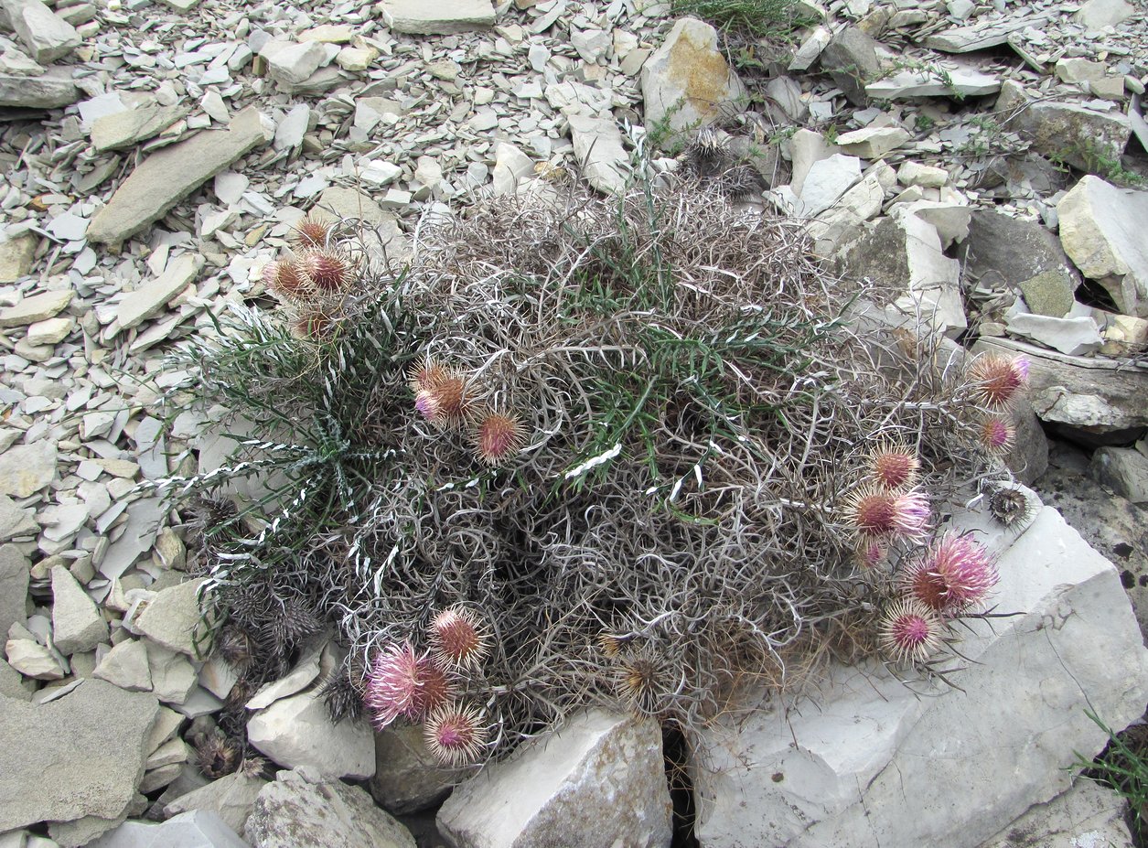 Изображение особи Lamyra echinocephala.