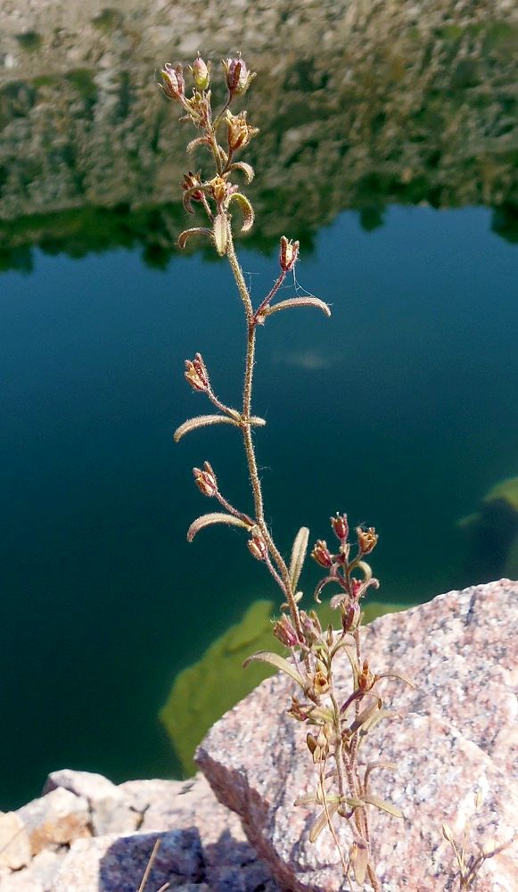 Image of Chaenorhinum minus specimen.