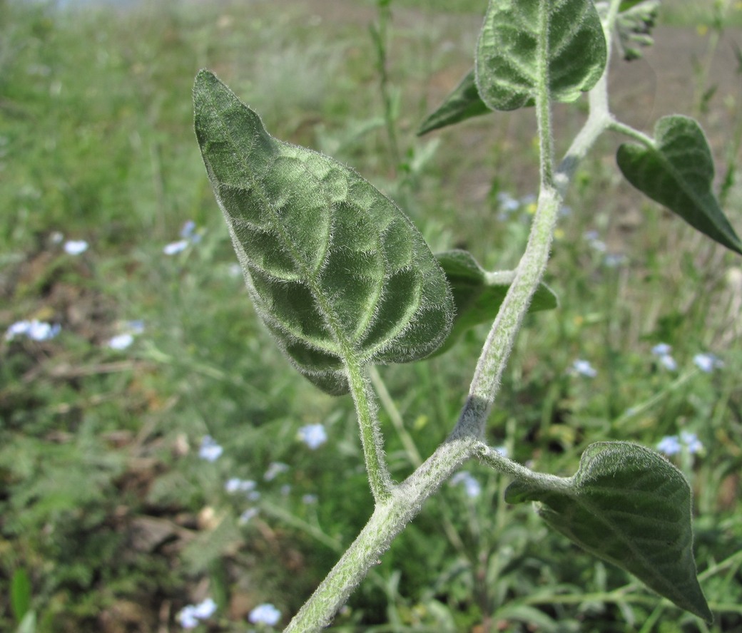 Image of Solanum pseudopersicum specimen.