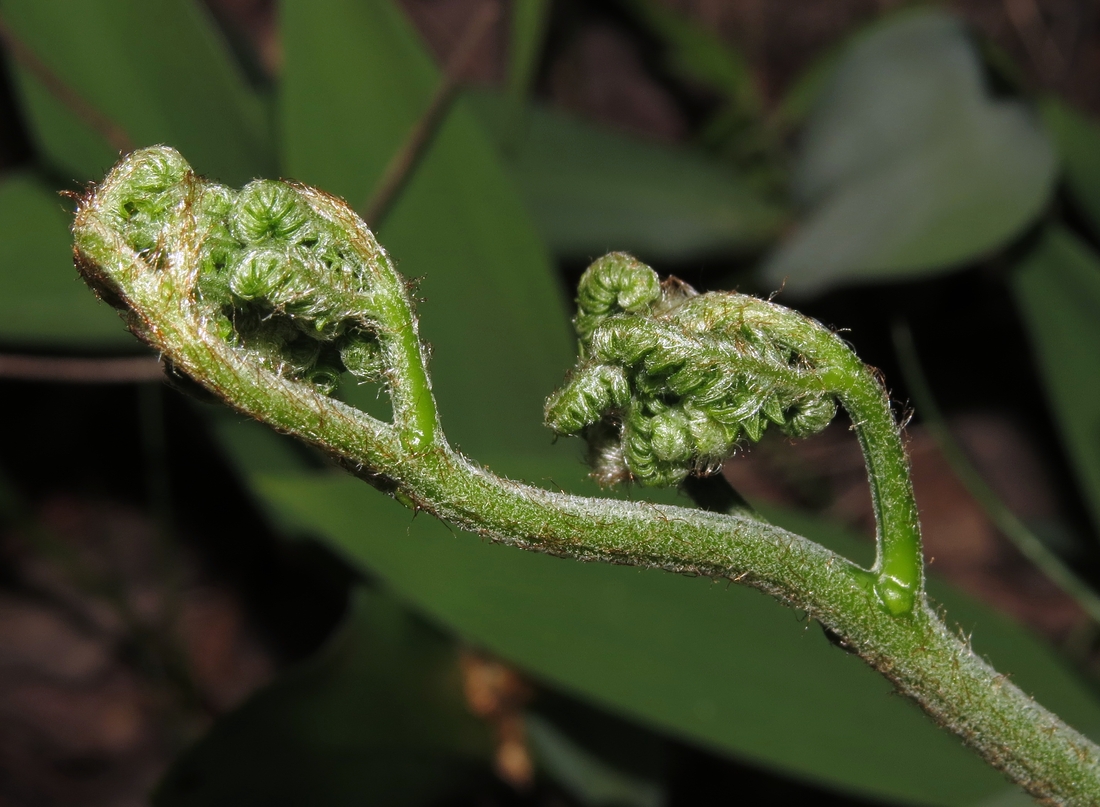 Изображение особи Pteridium pinetorum.