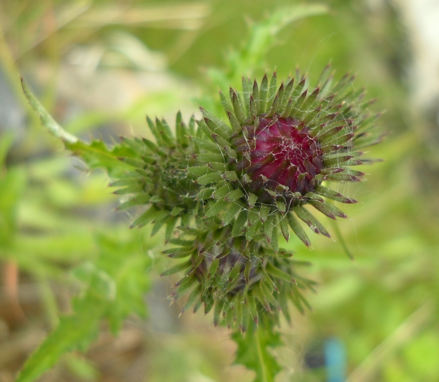 Изображение особи Carduus crispus.