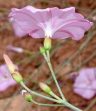 Convolvulus pseudocantabrica