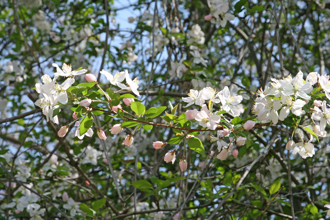 Изображение особи Malus hupehensis.