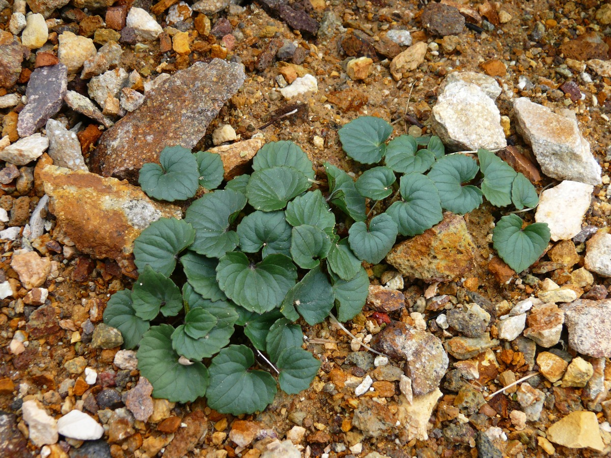 Image of Viola kitamiana specimen.