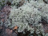 Cladonia arbuscula