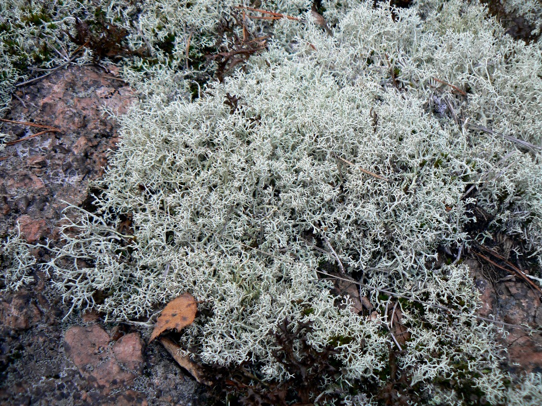 Изображение особи Cladonia arbuscula.