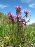 Pedicularis anthemifolia. Цветущее растение. Восточный Казахстан, Южный Алтай, хр. Сарымсакты, пер. Бурхат, ≈ 2200 м н.у.м., субальпийский склон южн. экспозиции. 22 июня 2019 г.