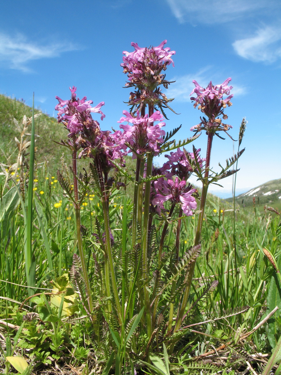 Изображение особи Pedicularis anthemifolia.