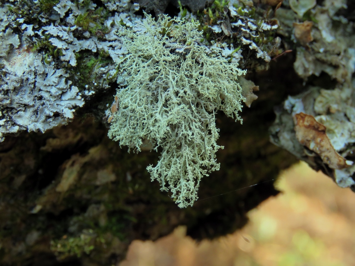 Image of Ramalina roesleri specimen.