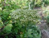 Conioselinum chinense