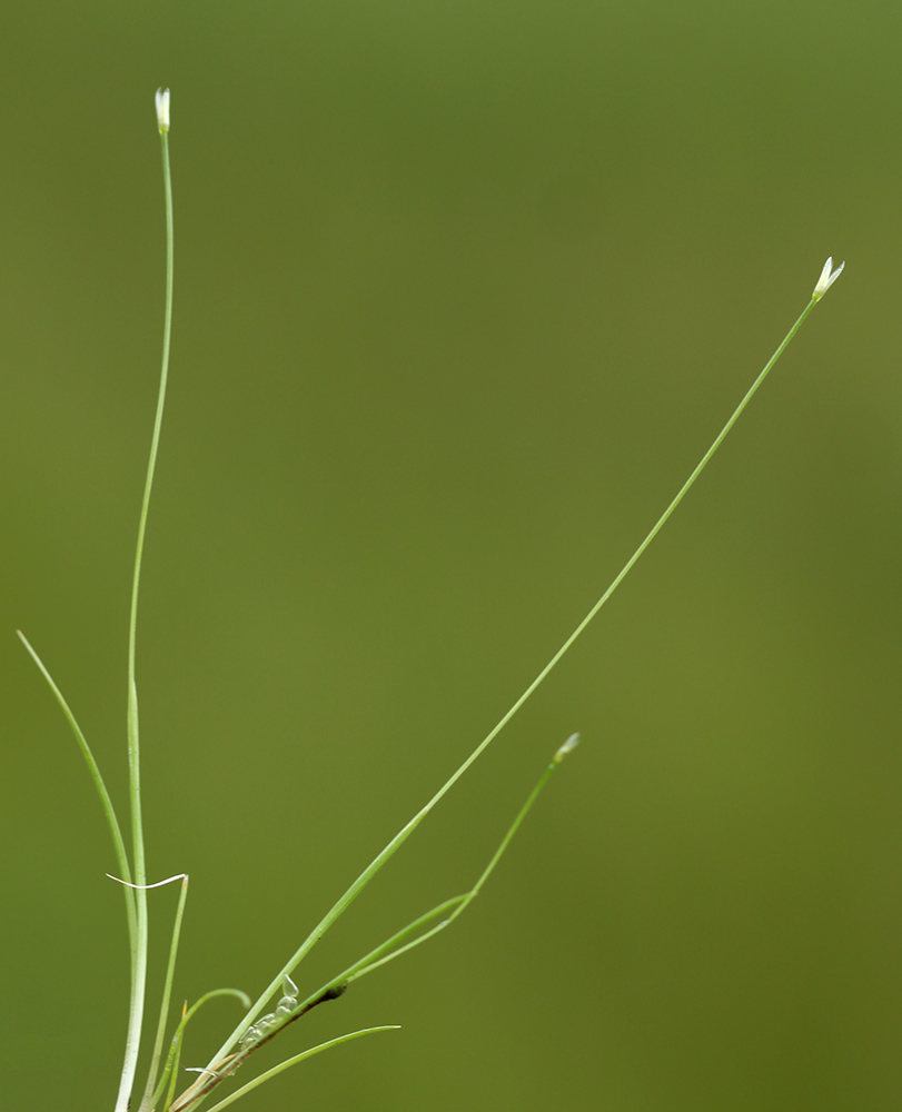 Image of Eriocaulon desulavii specimen.