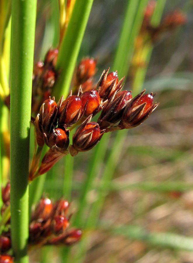 Image of Juncus balticus specimen.