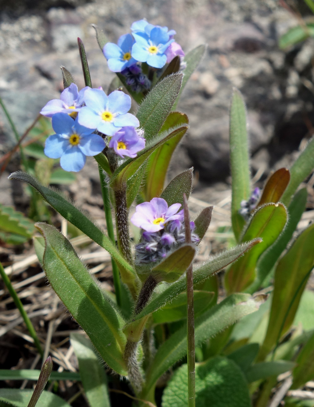 Изображение особи род Myosotis.